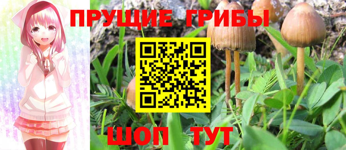 Псилоцибиновые грибы Cubensis Анжеро-Судженск
